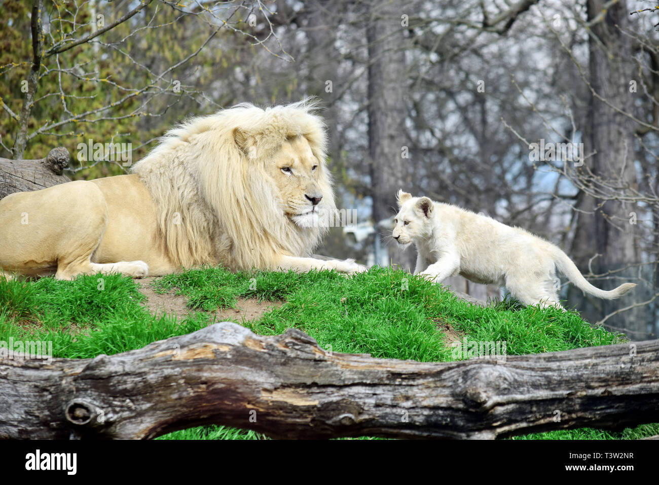 White Lion Panthera Leo Krugeri with Baby Lion Stock Photo - Alamy