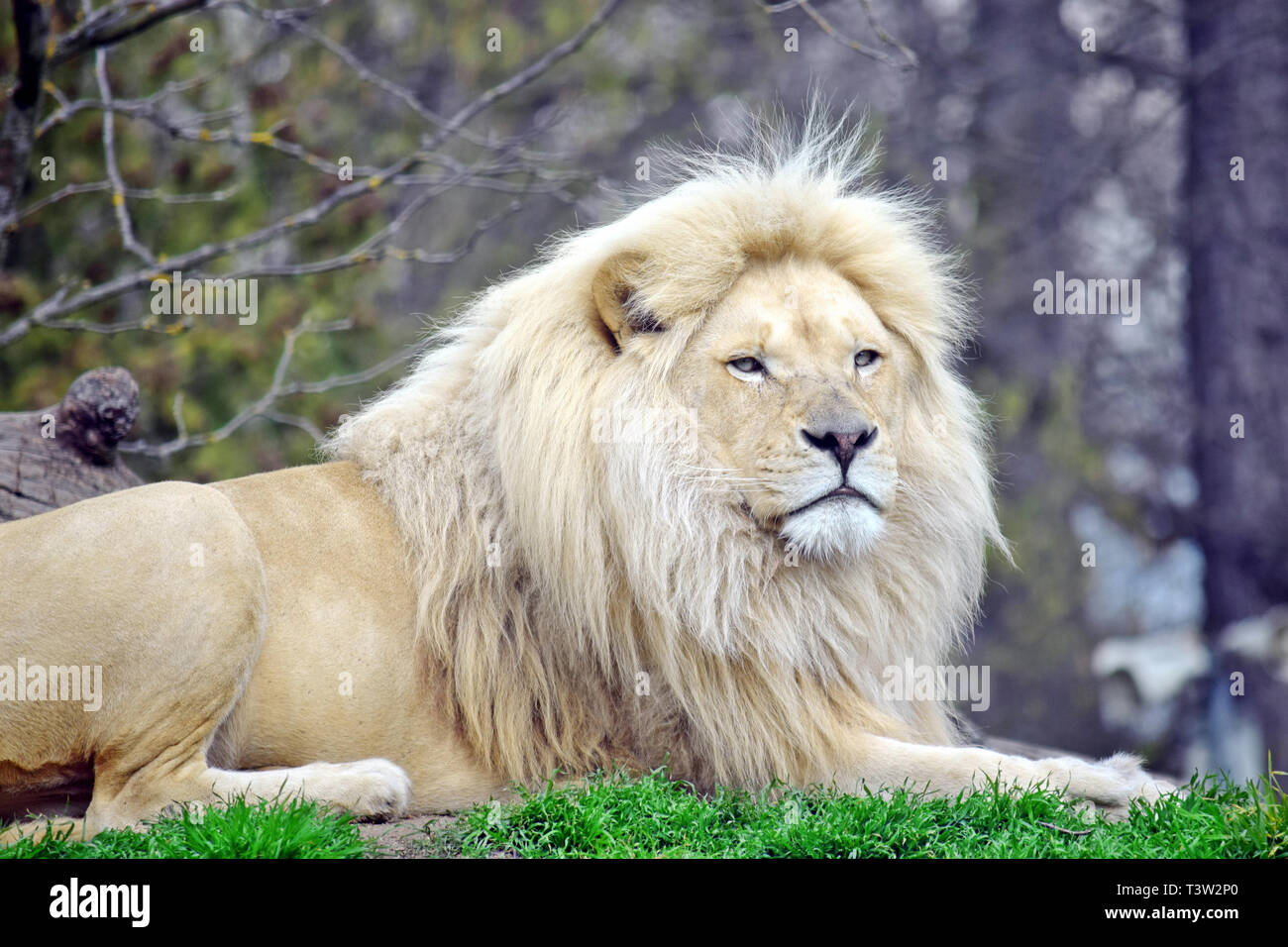 White Lion Panthera Leo Krugeri Resting on Grass Stock Photo