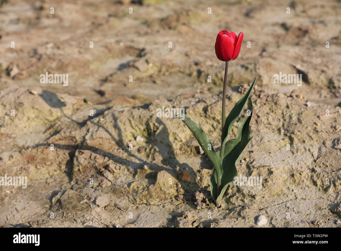 Tulips on a dry field Stock Photo