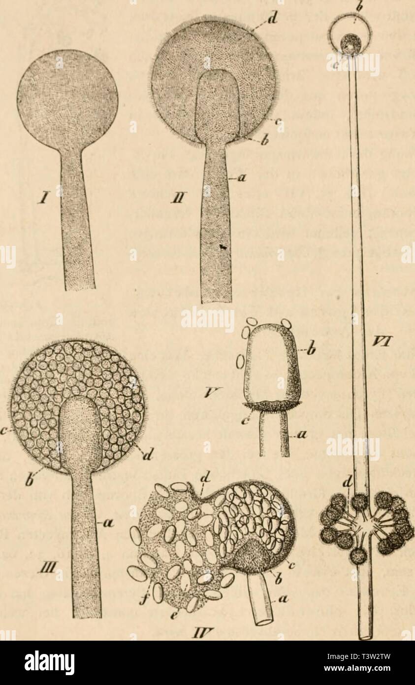 Archive image from page 107 of Die pilze in morphologischer, physiologischer,. Die pilze in morphologischer, physiologischer, biologischer und systematischer beziehung  diepilzeinmorpho00zopf Year: 1890  gg Die Pihe. Sporen zu einem einheitlichen Complex. Letzterer besitzt entweder die Gestalt einer einfachen Sporenreihe, z. B. bei Soräaria minuta und curvula (Fig. 58, 1—III), oder es sind 2—3 Reihen mit einander verbunden, oder aber die Sporen sind zu einem kleineren oder grösseren Ballen unregelmässig zu- sammengelagert, der aus 16 — 128 und mehr Sporen bestehen kann. Bei einem    (B. 666.J  Stock Photo