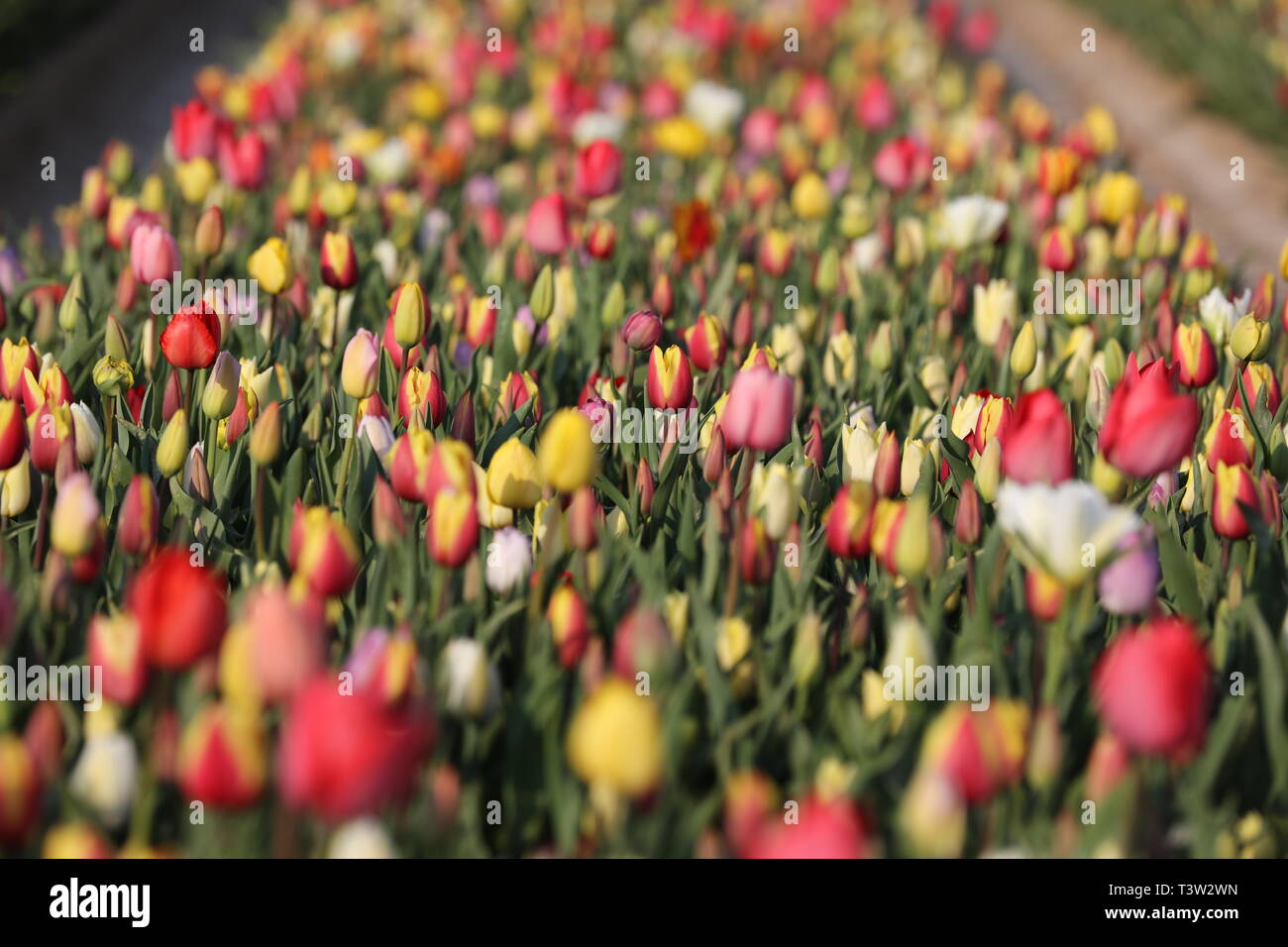 Tulip field Stock Photo