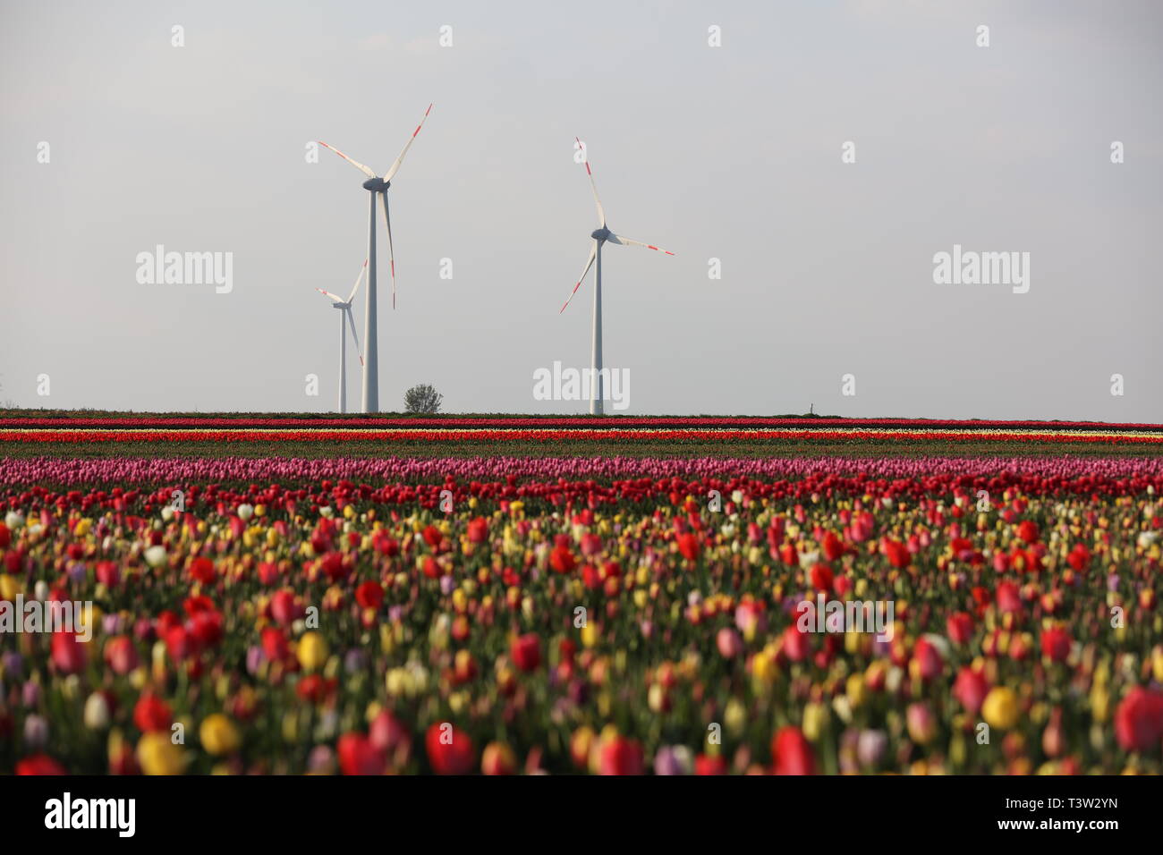 Windkraftanlage im Tulpenfeld Stock Photo