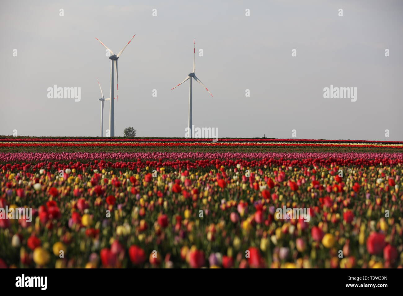 Windkraftanlage im Tulpenfeld Stock Photo