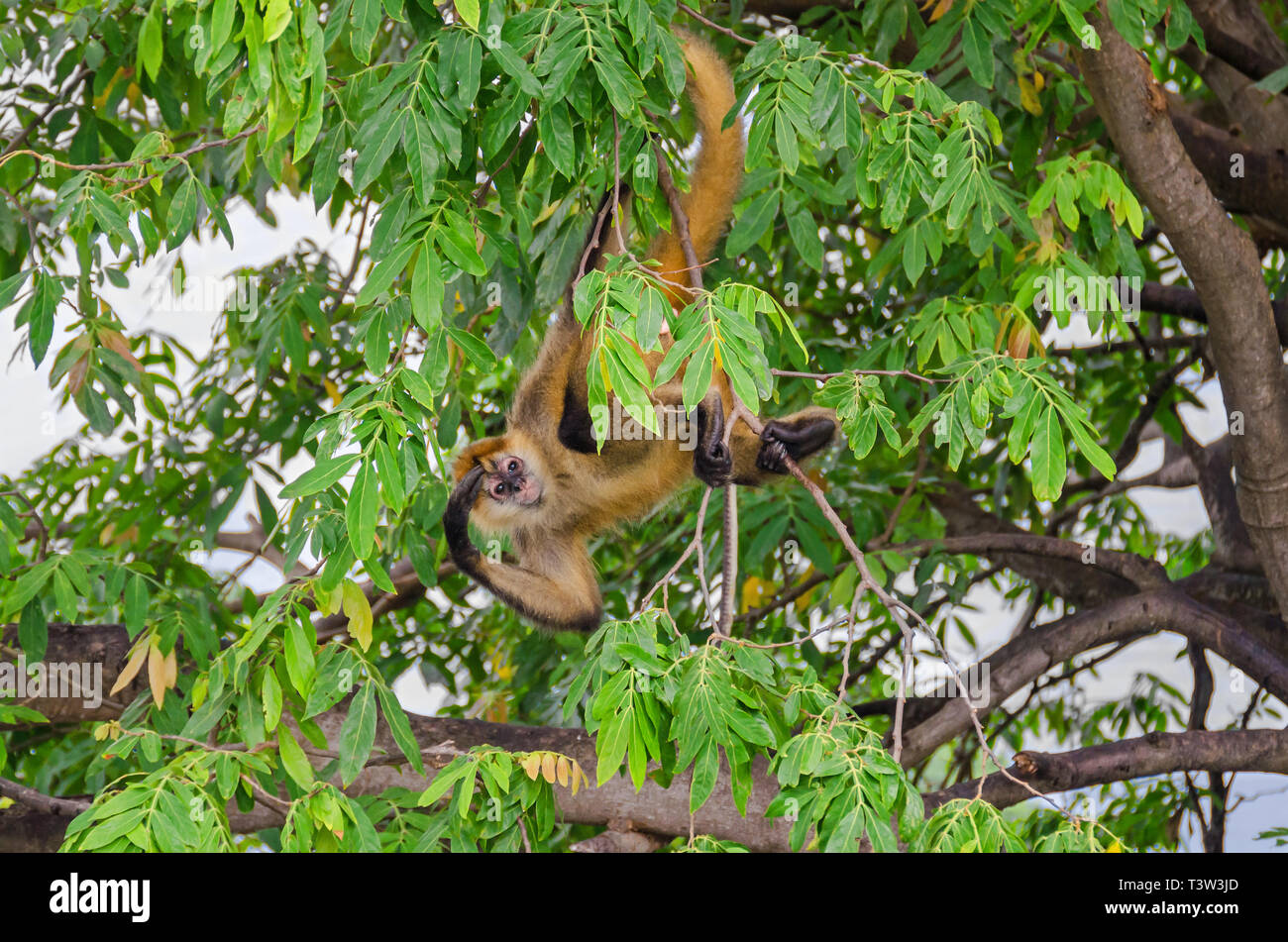 Geoffroy's spider monkey (Ateles geoffroyi ornatus), also known as the black-handed spider monkey, the largest New World monkeys hanging on his tail o Stock Photo