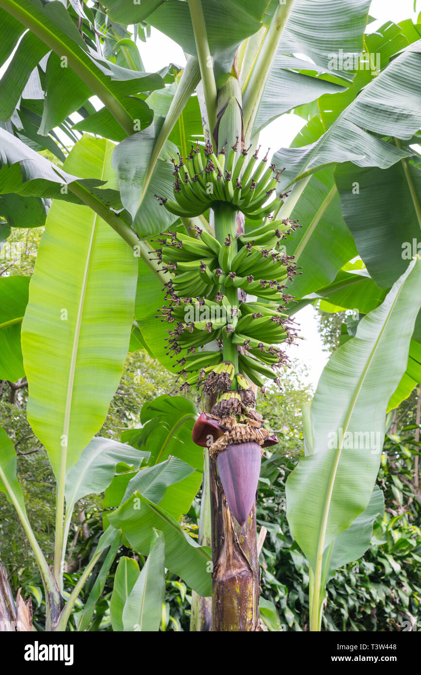Banana plant with a long stock of green bananas and a banana flower in