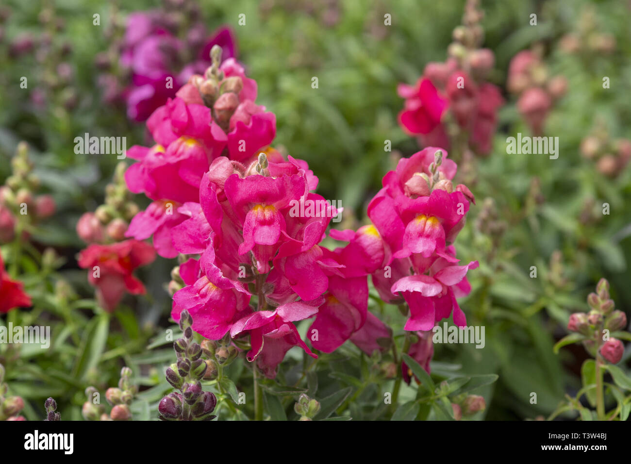 Colourful snap-dragon flowers, Antirrhinum majus in greenhouse. Spring garden series, Mallorca, Spain. Stock Photo