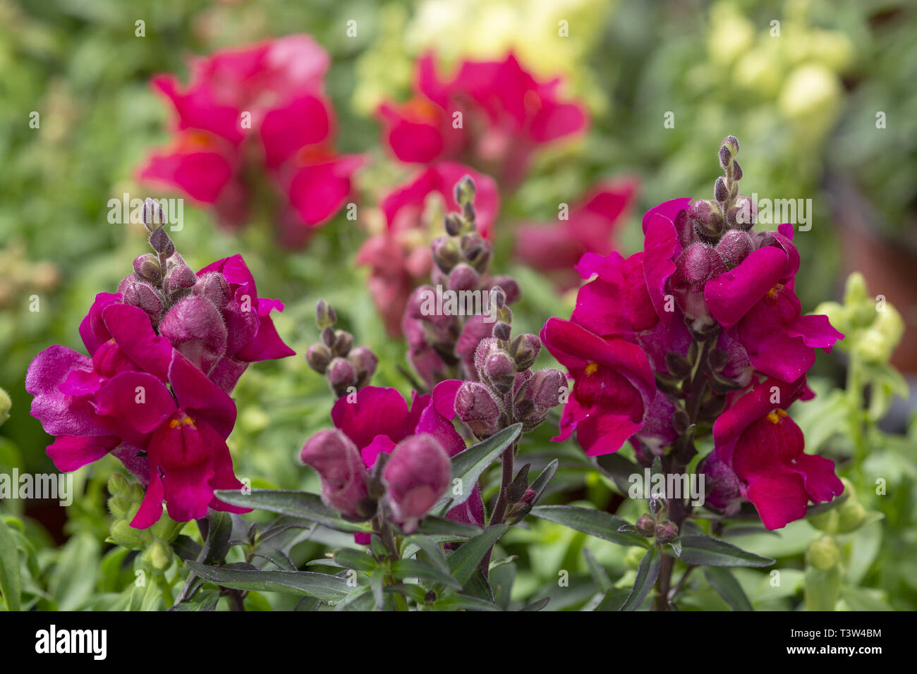 Colourful snap-dragon flowers, Antirrhinum majus in greenhouse. Spring garden series, Mallorca, Spain. Stock Photo