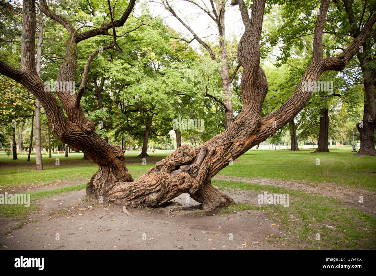 Ancient tree in Margaret Island in Budapest, Hungary Stock Photo