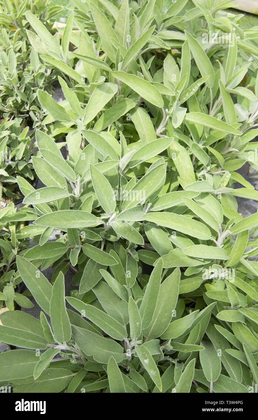 Beautiful sage herbs, Salvia officinalis, in pots full frame. Spring