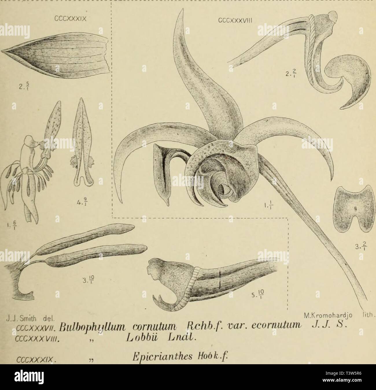 Archive image from page 238 of Die orchideen von Java (1905). Die ...