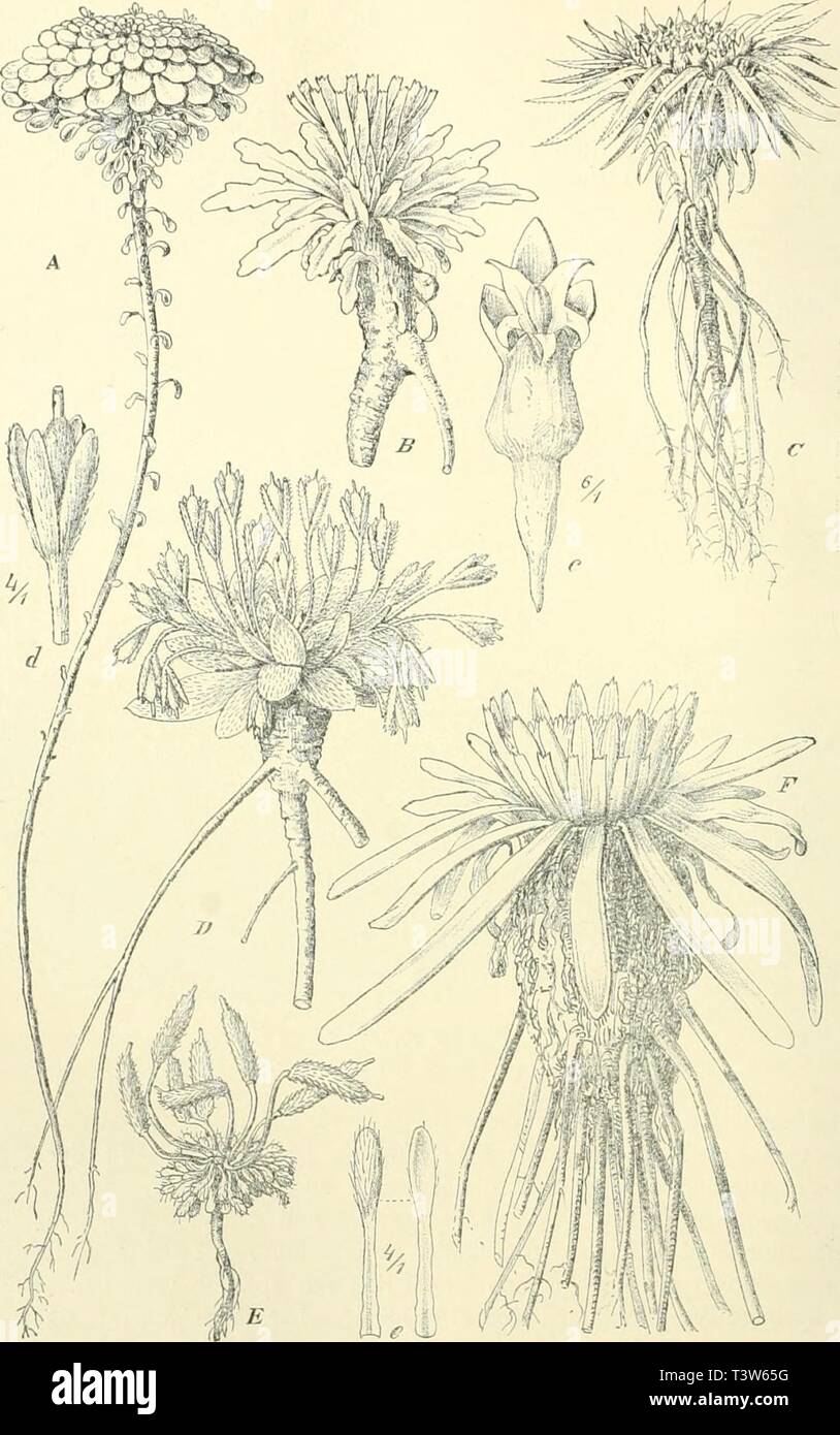 Archive image from page 245 of Die Pflanzenwelt der peruanischen Anden. Die Pflanzenwelt der peruanischen Anden in ihren Grundzügen dargestellt  diepflanzenweltd00webe Year: 1911  198    Fig. 26. A Viola rcplicata Becker. B Hypochoeris stmocephala (A. Gr.) O. Kuntze. C Lysipoina acaiiHs H. B. K.; c Blüte. D Englcrocharis peruviana Muschler, d Fracht. E Brayopsis alpaminne Gilg et Muschler (Nr. 5123); e Blatt (links Oberseite, rechts Unterseite). /' ]]riicria nuhigcna Kunth. Stock Photo