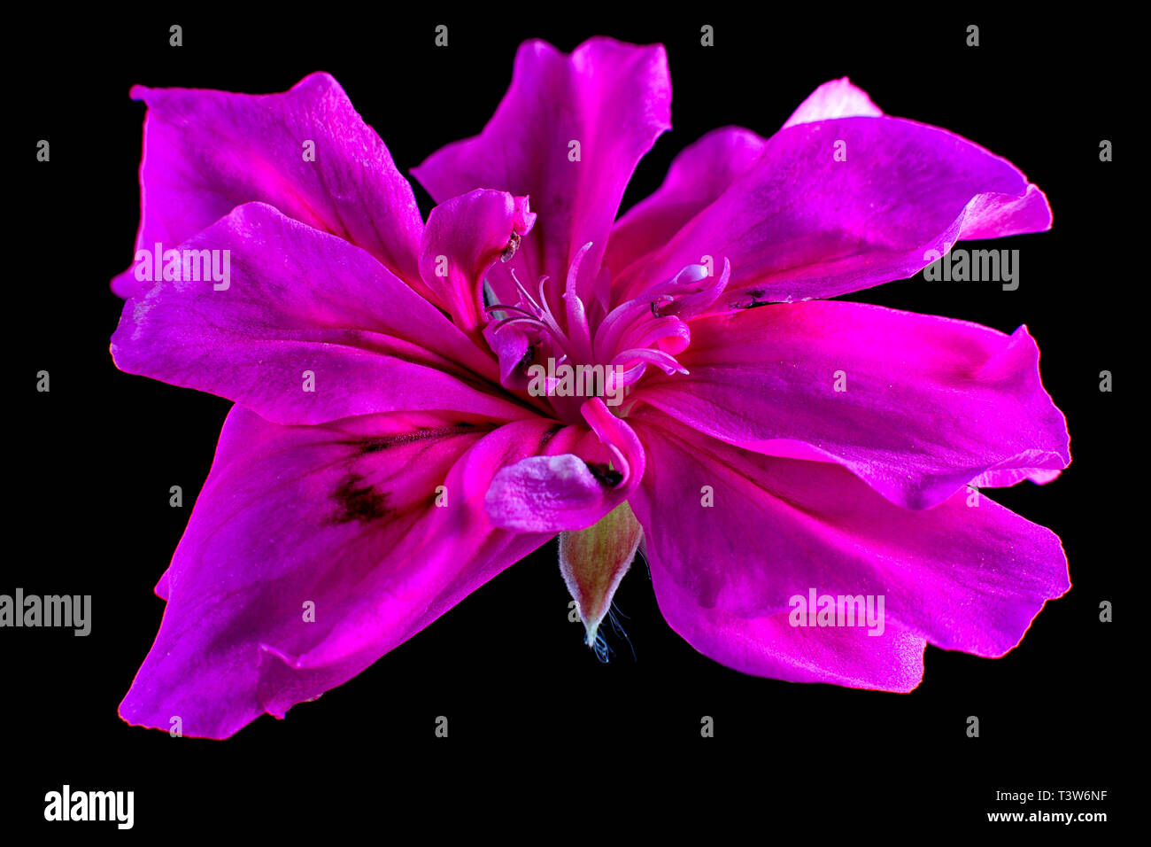 pink flower macro details Stock Photo