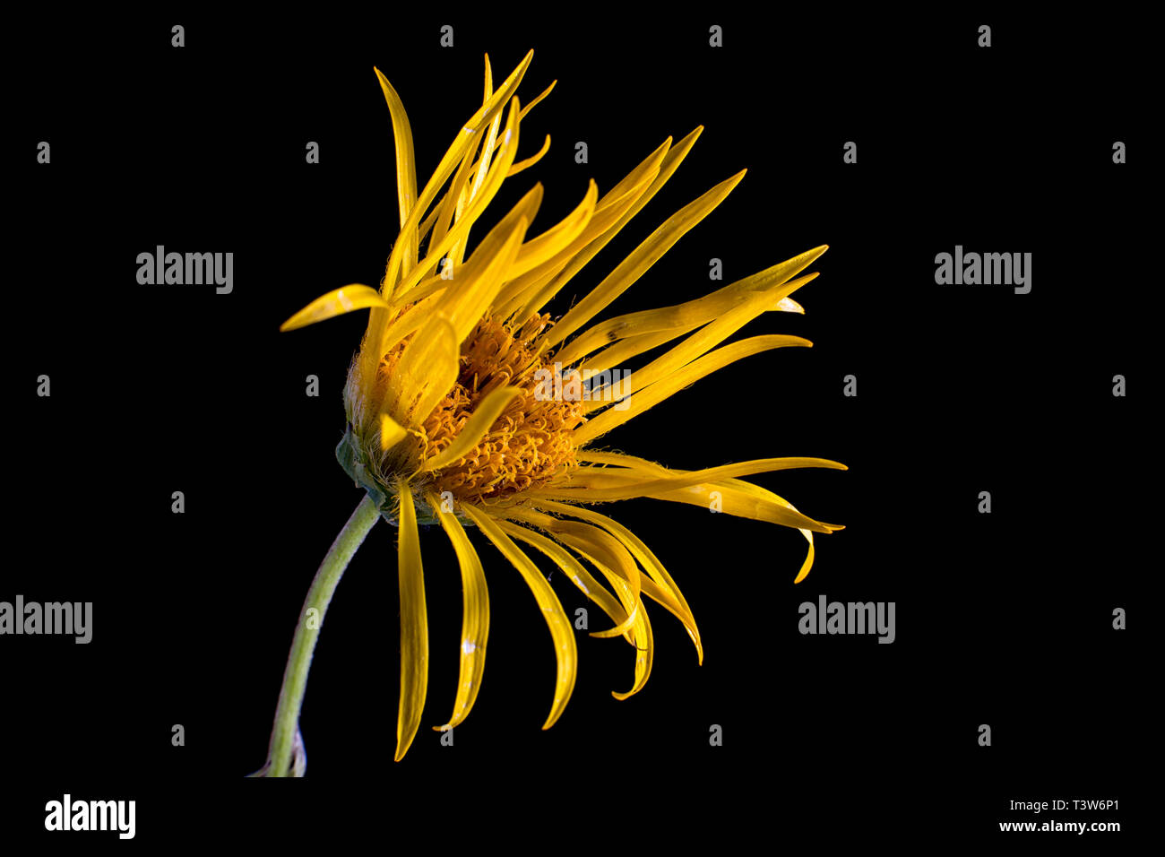 yellow wild flower macro in Colombia Stock Photo