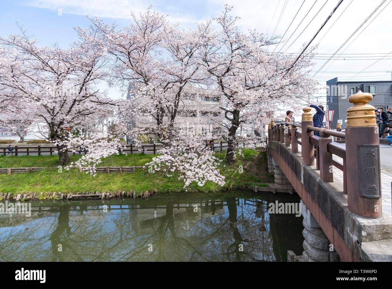 Cherry blossoms at Shingashi River, near Hikawa Shrine, Kawagoe City ...