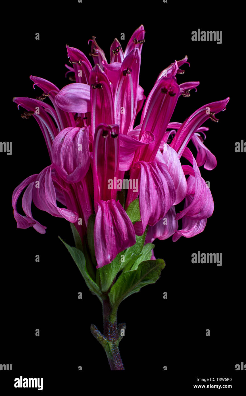 justicia carnea also known as flamingo flower Stock Photo