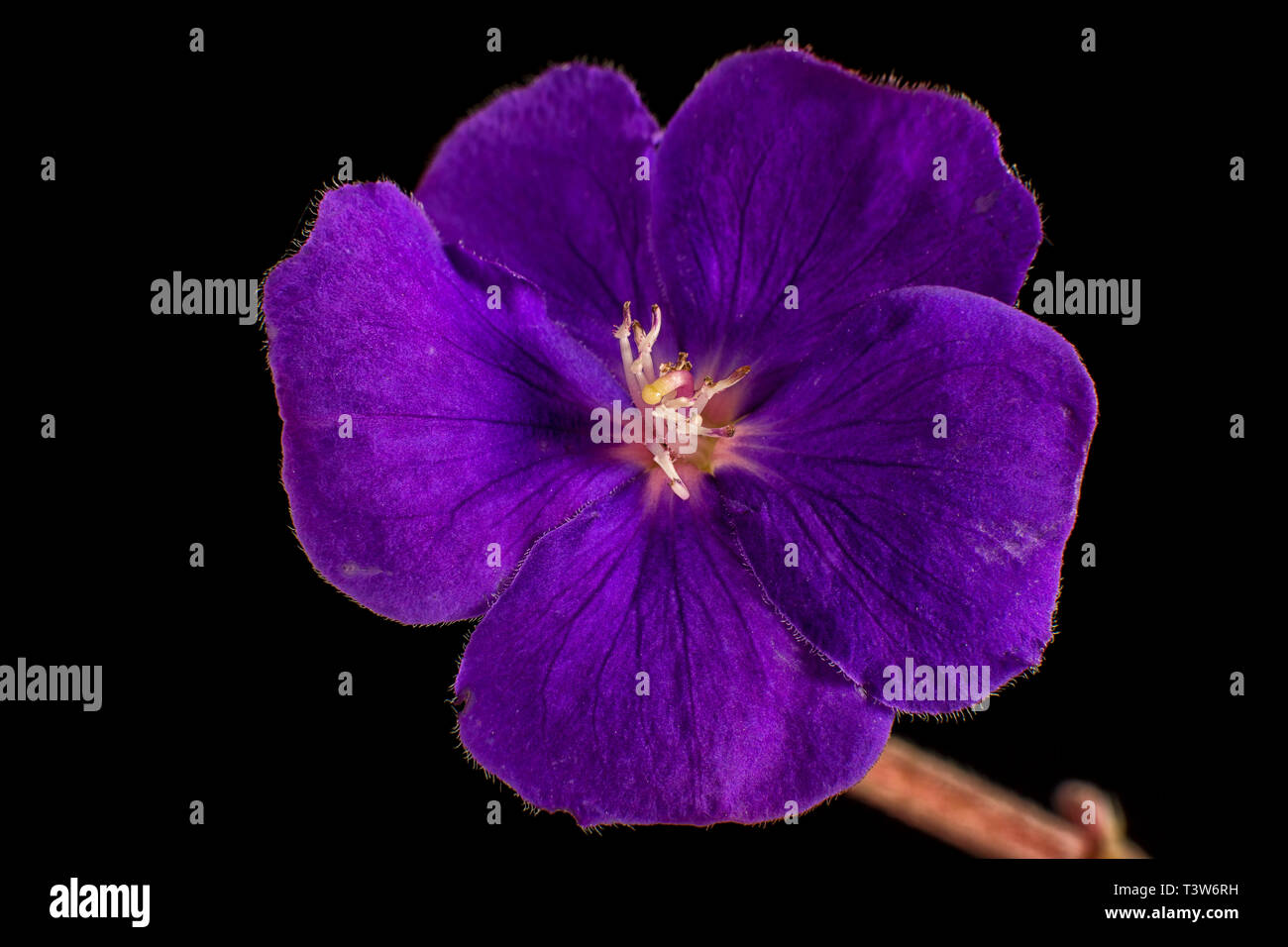 glorybush flower macro Stock Photo