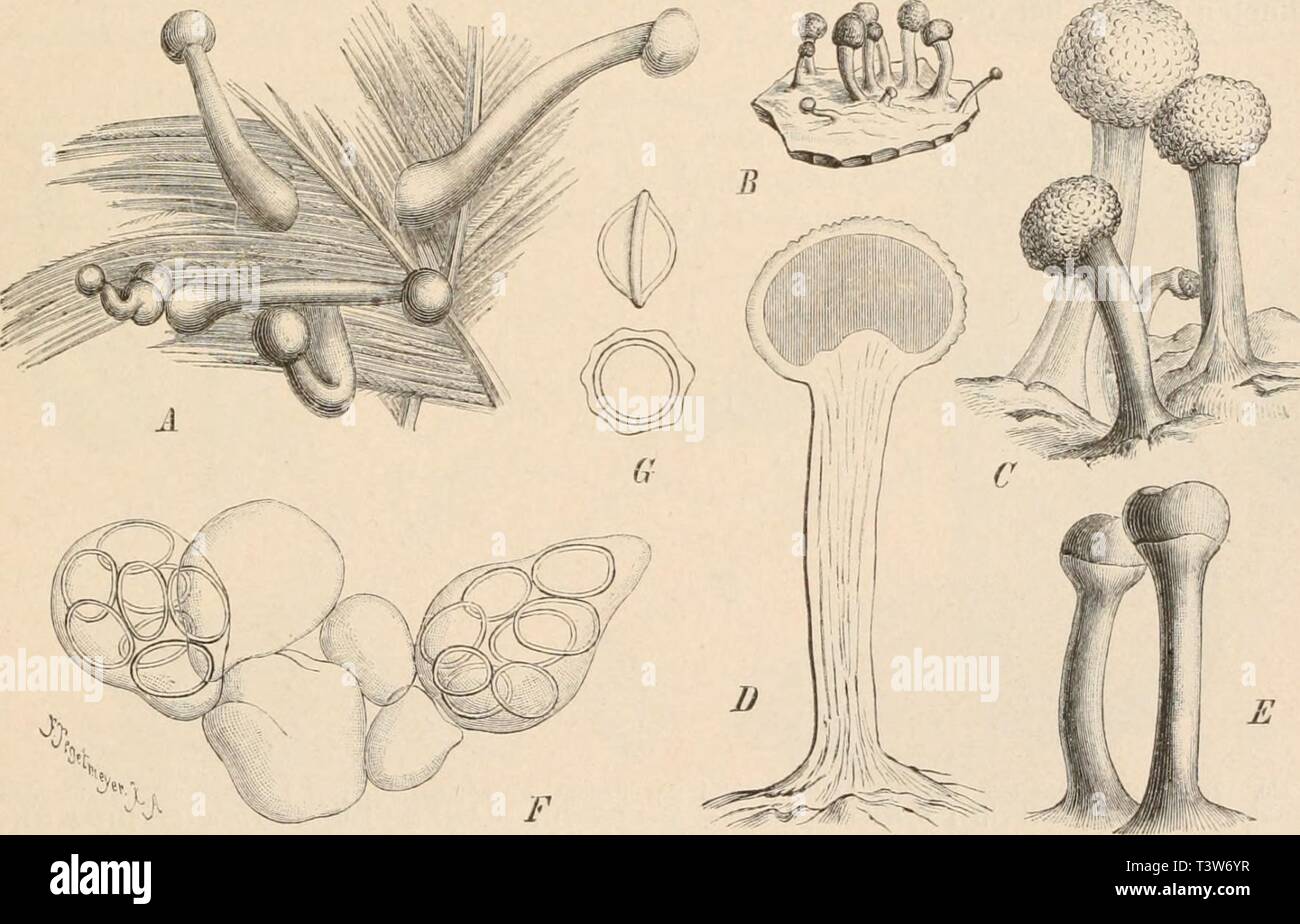 Archive image from page 322 of Die Natürlichen Pflanzenfamilien nebst ihren Stock Photo