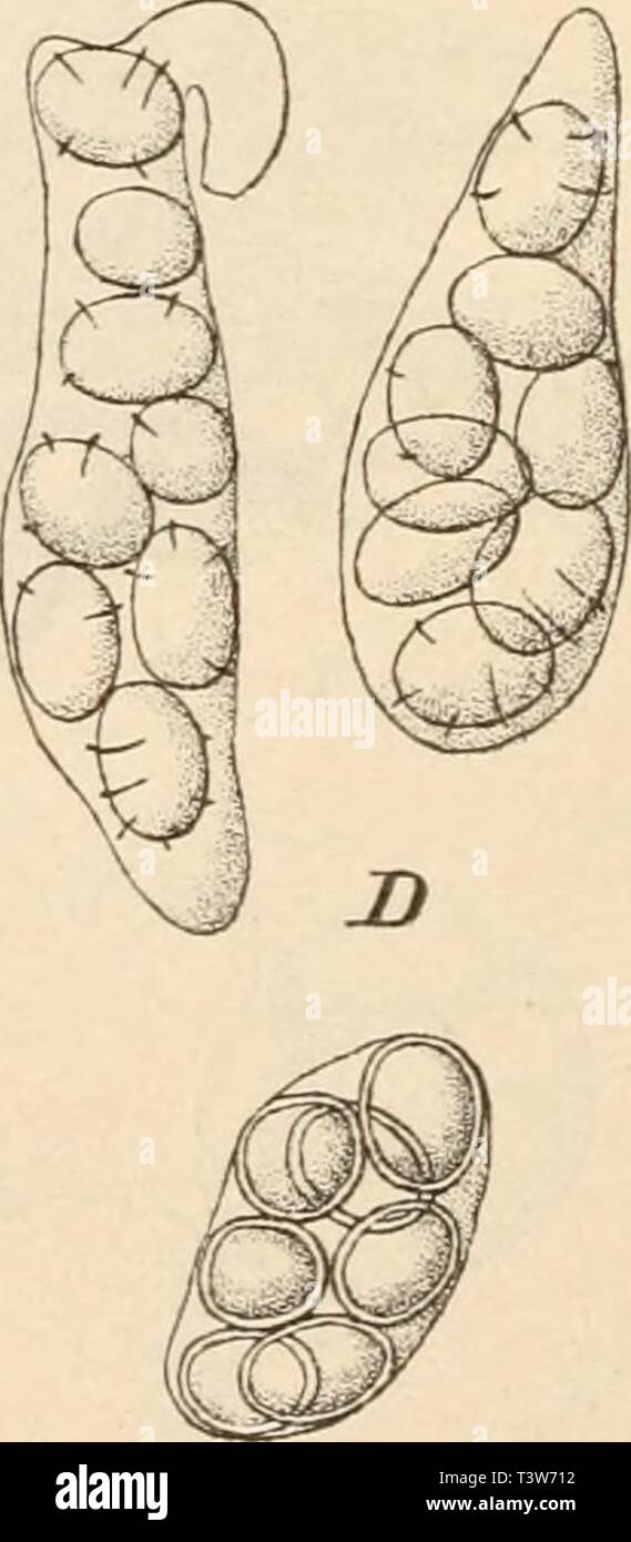 Archive image from page 323 of Die Natürlichen Pflanzenfamilien nebst ihren. Die Natürlichen Pflanzenfamilien nebst ihren Gattungen und wichtigeren Arten, insbesondere den Nutzpflanzen, unter Mitwirkung zahlreicher hervorragender Fachgelehrten begründet  dienatrlichenp0101engl Year: 1897  Fig. 220. Trichocoma paradoxa Jungh. A Habitasbild des Fruchtkörpers, nat. Gr.; B Längsschnitt durch den Fruchtkörper, schematisiert t|l); C erste Anlagen der Asci (1300/1); D Asci mit jungen Sporen (1300J1); E reife Sporen (1300|1). (Alles nach Ed. F ischer.) . Trichocoma Junghuhn. Fruchtkörper anTänglich g Stock Photo