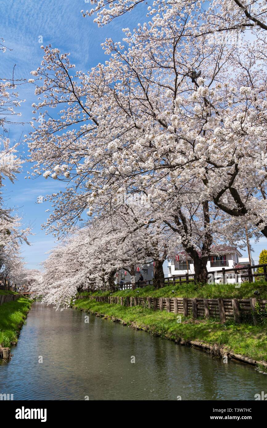 Cherry blossoms at Shingashi River, near Hikawa Shrine, Kawagoe City ...