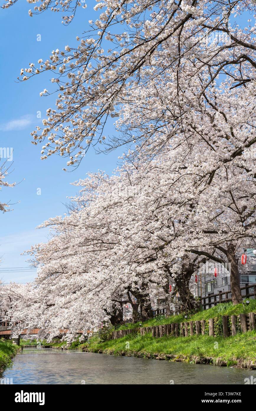 Cherry blossoms at Shingashi River, near Hikawa Shrine, Kawagoe City ...