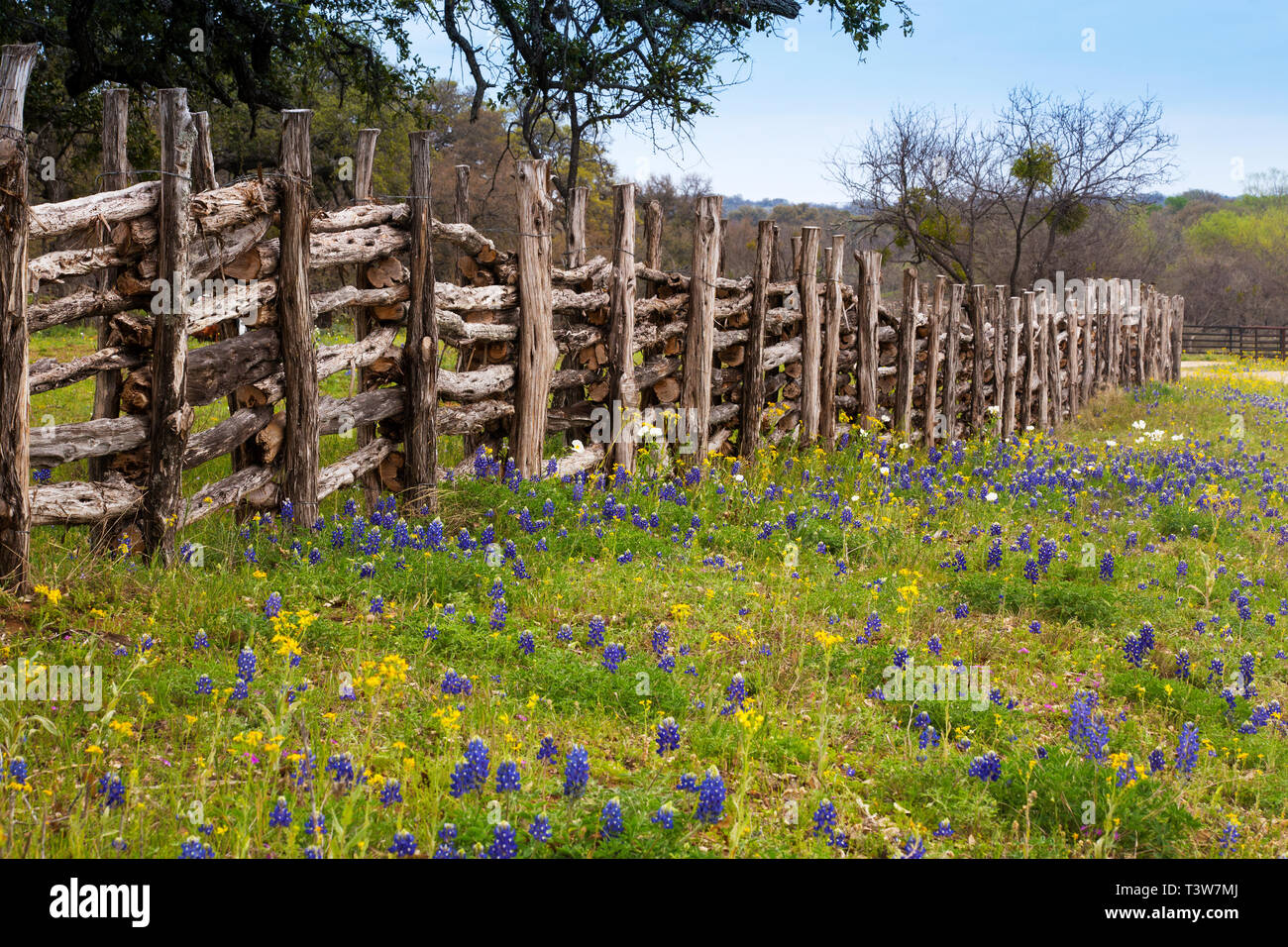 Flowers in Hill Country on Willow City Loop Road, Texas Stock Photo