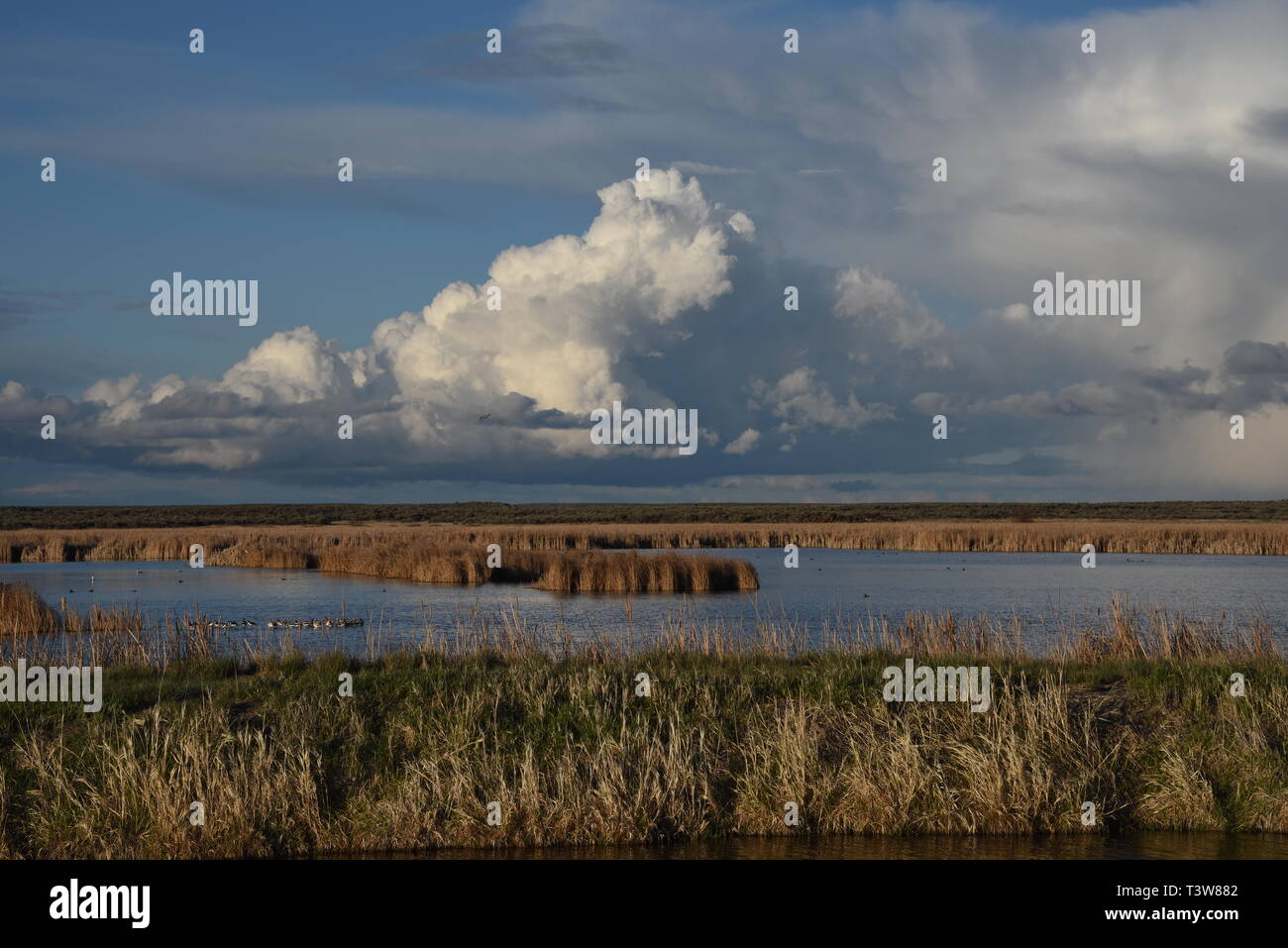 Cumulus Clouds over Market Lake Wildlife Management Area, Roberts, Idaho, USA, North America Stock Photo
