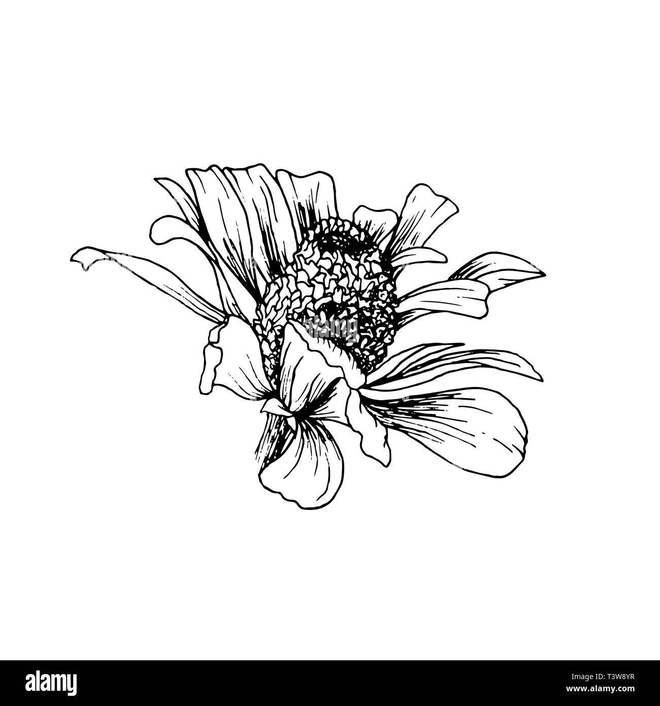 Hand-drawn Flower Sketch. Isolated Helenium Autumnale Vector Design Graphic Element in Outline for Engraving or Etching Stock Vector