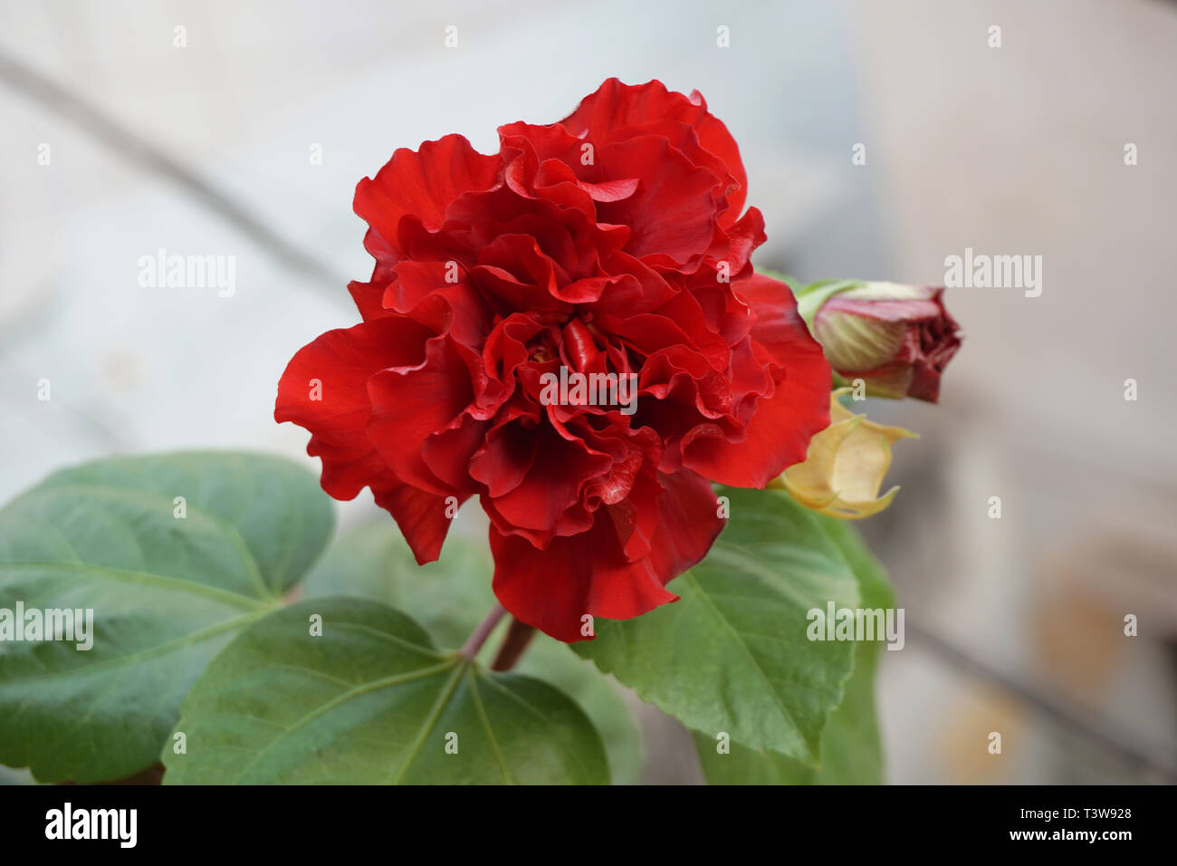 Red hibiscus flower and green leaves Stock Photo