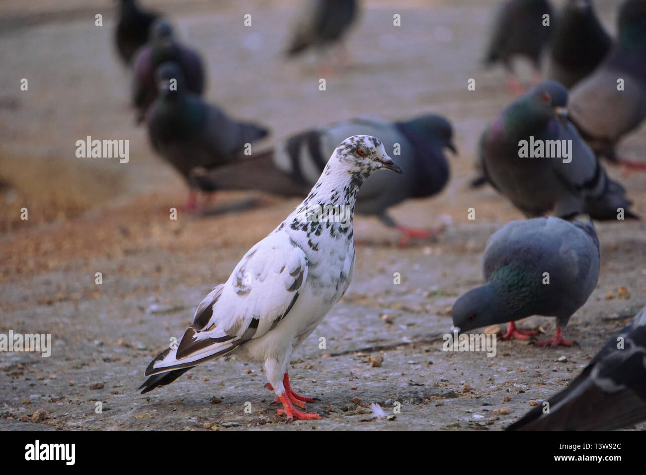 White pigeon with red eyes closup Stock Photo Alamy