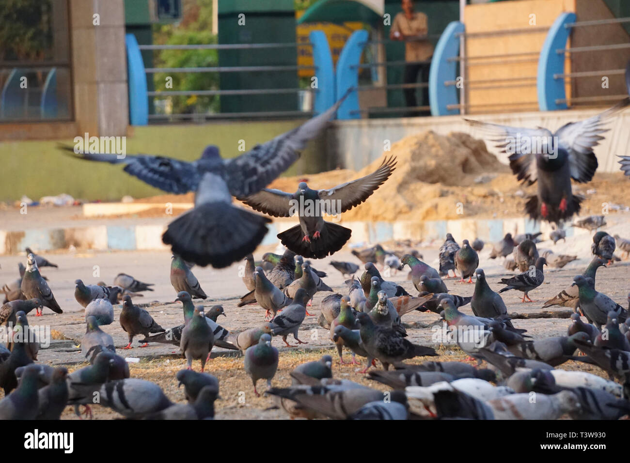 Flock of Pigeons flying and sitting on ground Stock Photo