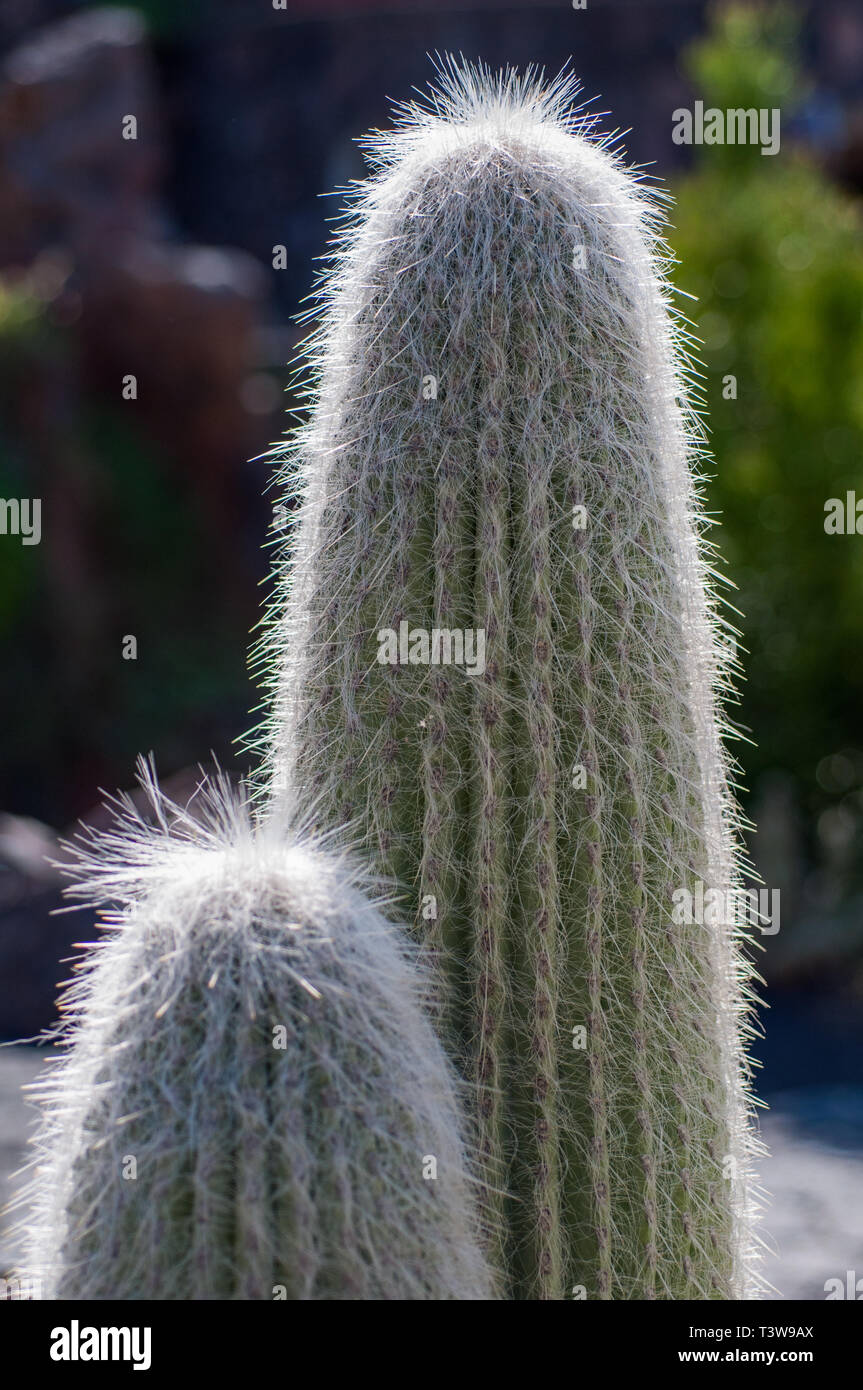 Cactus hairs hires stock photography and images Alamy