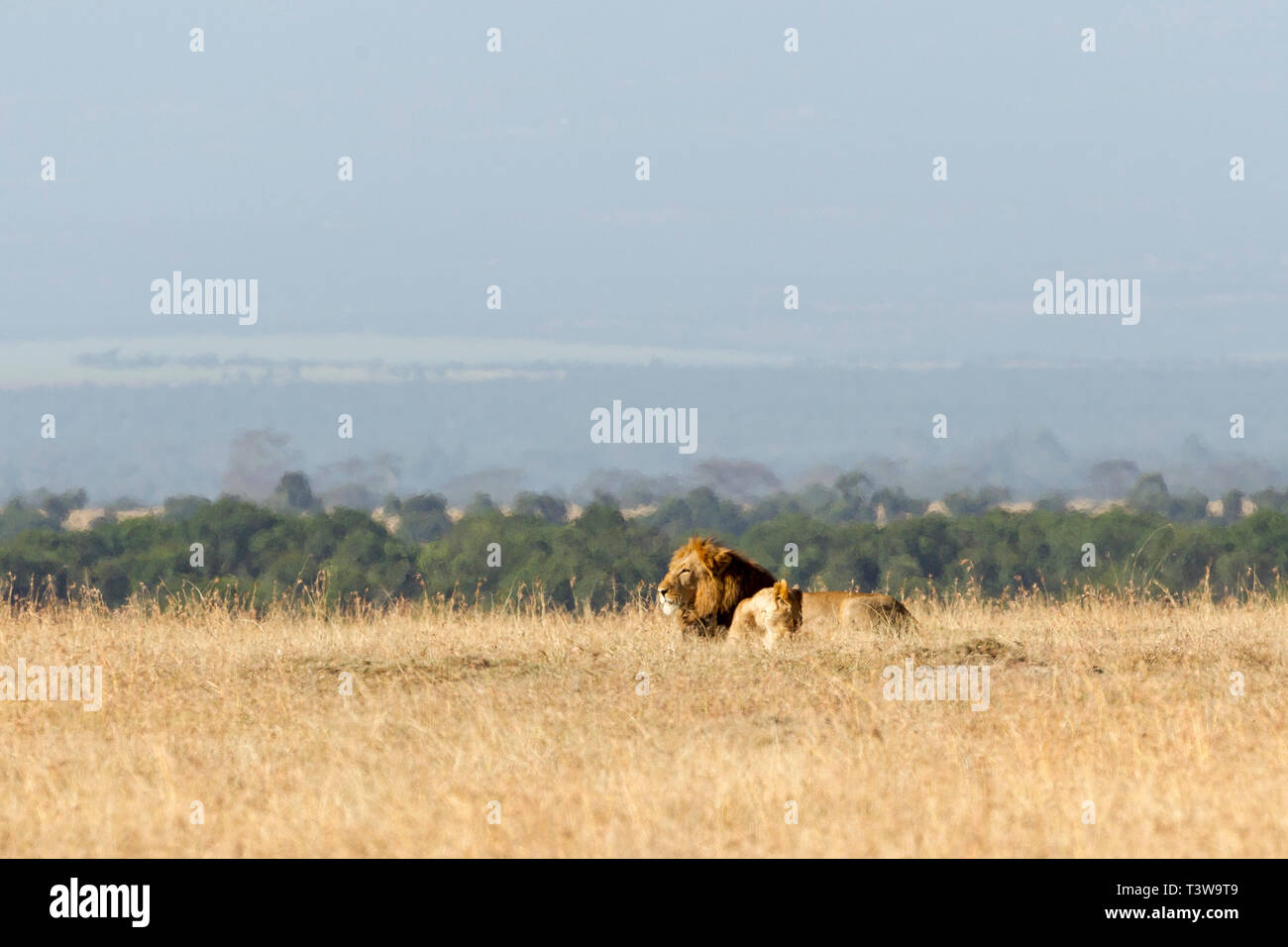 African lion panthera leo pair mating hi-res stock photography and ...