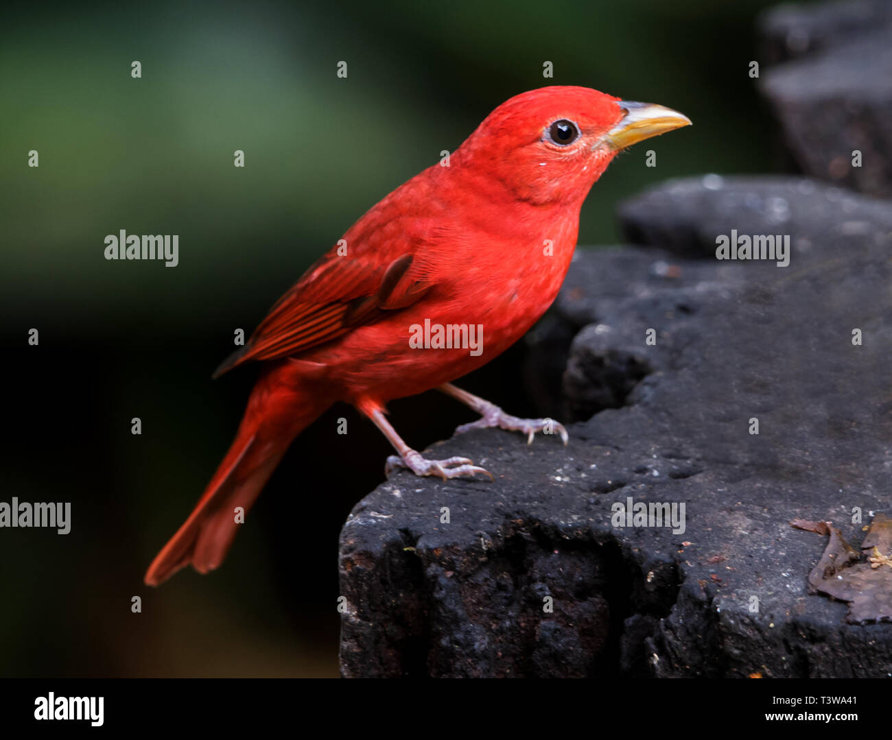 Summer Tanager on feeder at Selva Verde  Costa Rica Stock Photo