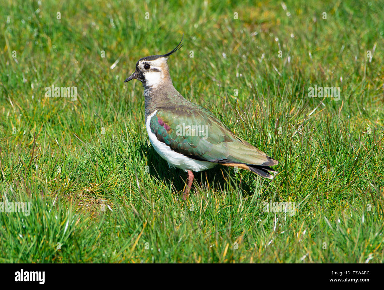 The sun bringing out the colours of a lapwings plumage near Marshaw, Lancaster, Lancashire. This farmland bird has suffered significant declines recen Stock Photo