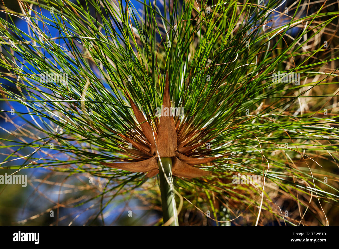 Beautiful papyrus sedge -cyperus papyrus -detail , a stem with a cluster of thin , bright green stems Stock Photo