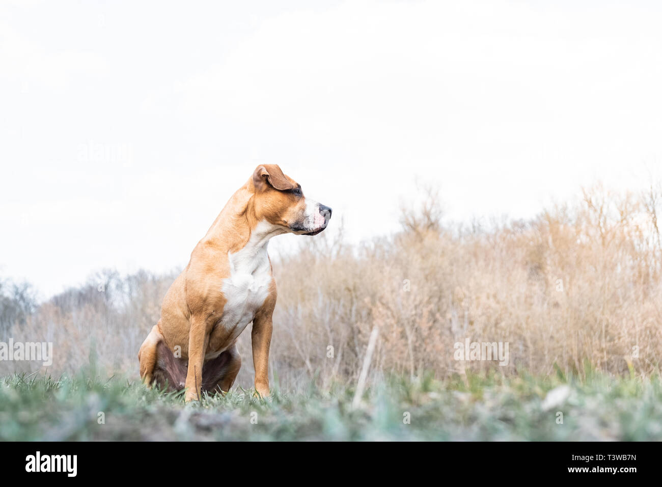 Portrait of a dog in nature. Staffordshire terrier dog enjoys beautiful spring day in a meadow or a park, hero shot view Stock Photo