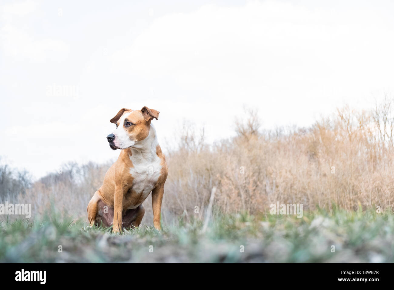 Portrait of a dog in nature. Staffordshire terrier dog enjoys beautiful spring day in a meadow or a park, hero shot view Stock Photo