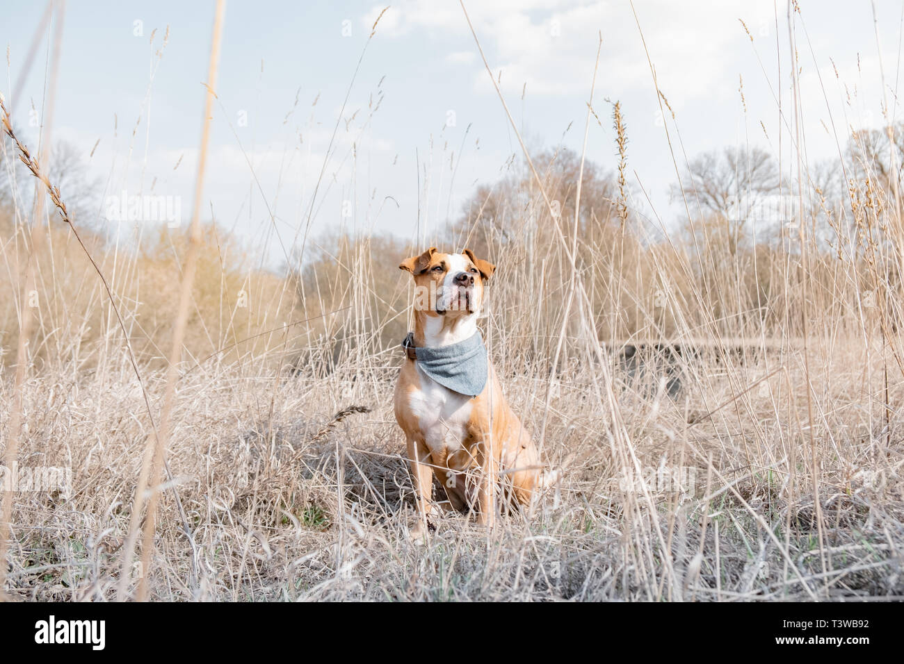 Portrait of a dog spending time in the nature. Staffordshire terrier dog enjoys beautiful spring day in a meadow or a park, hero shot view Stock Photo