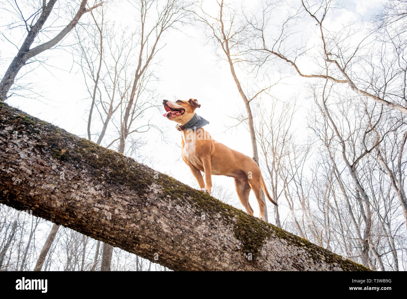 Adventure dog in the forest. Happy staffordshire terrier climbs a log in the woods and enjoys healthy active life, hero shot view Stock Photo