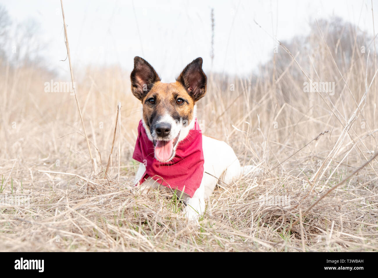 Portrait of a cute smooth fox terrier. Happy smiling puppy in bandana enjoys time laying on the grass on a beautiful spring day Stock Photo