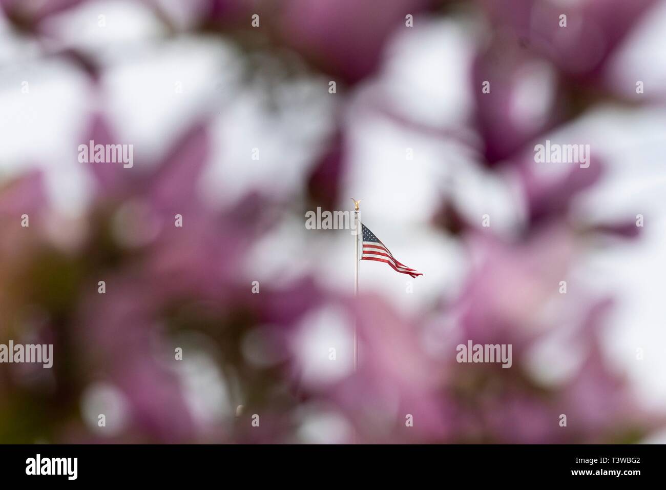 The U.S. flag flying on the top of the White House framed by Magnolia tree blossoms during spring along the South Lawn of the White House April 8, 2019 in Washington, DC. Stock Photo