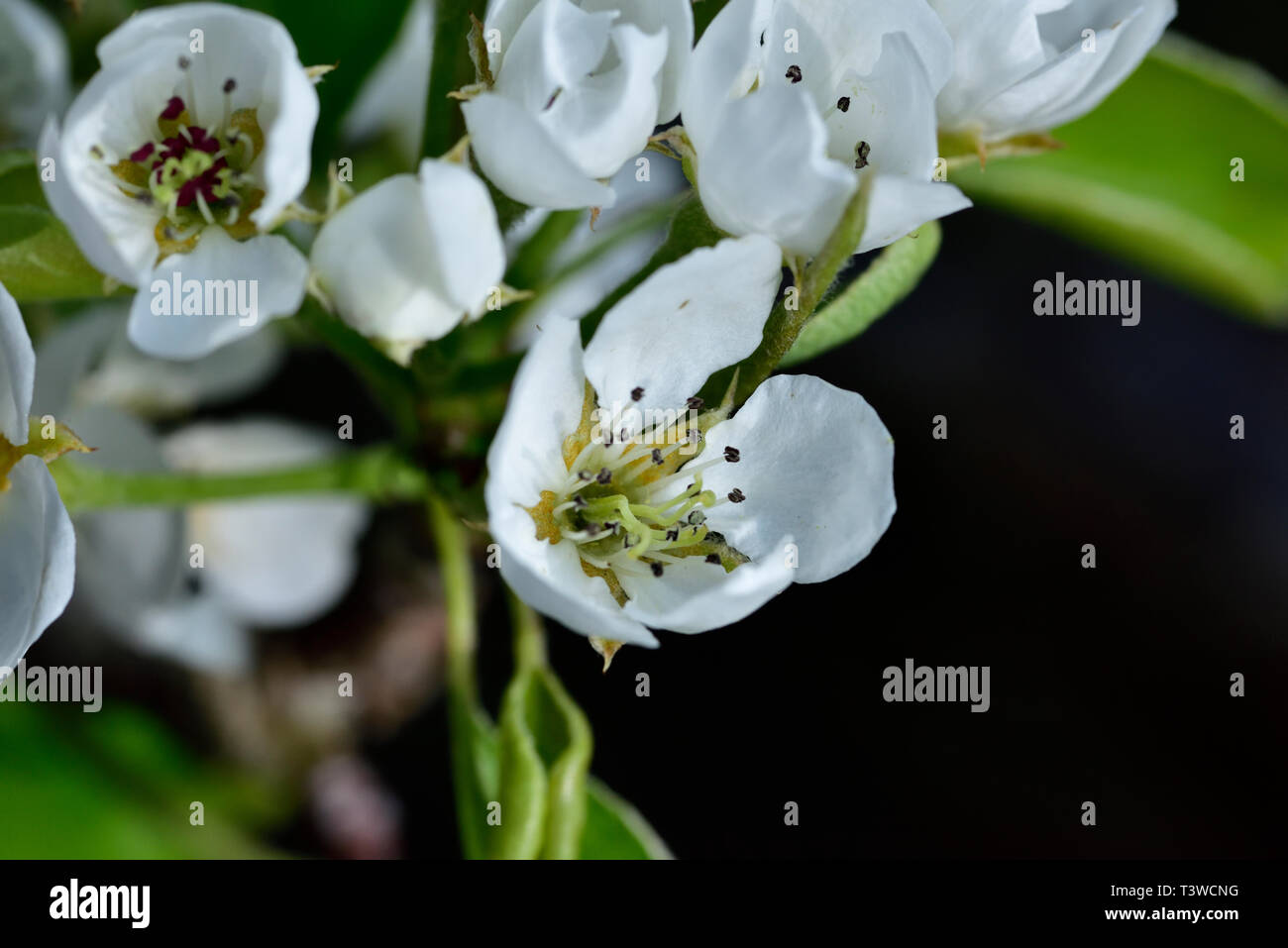 Close up of blossoms on pear tree (Pyrus communis), common pear in garden Stock Photo