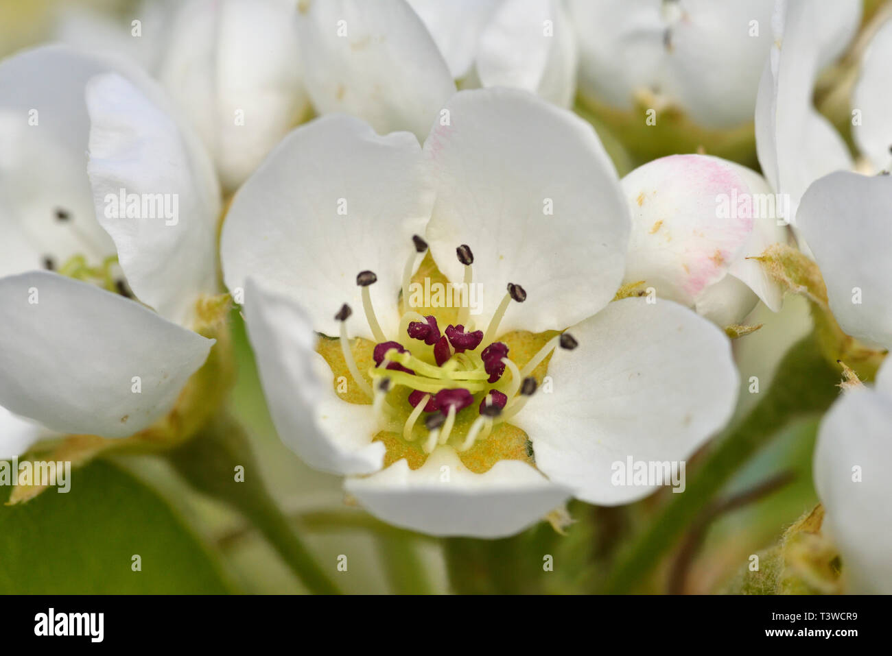 Close up of blossoms on pear tree (Pyrus communis), common pear Stock Photo