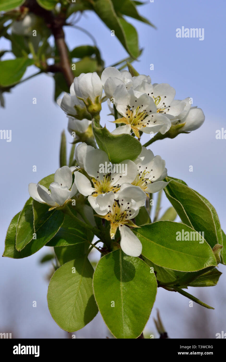 Blossoms on pear tree (Pyrus communis), common pear Stock Photo