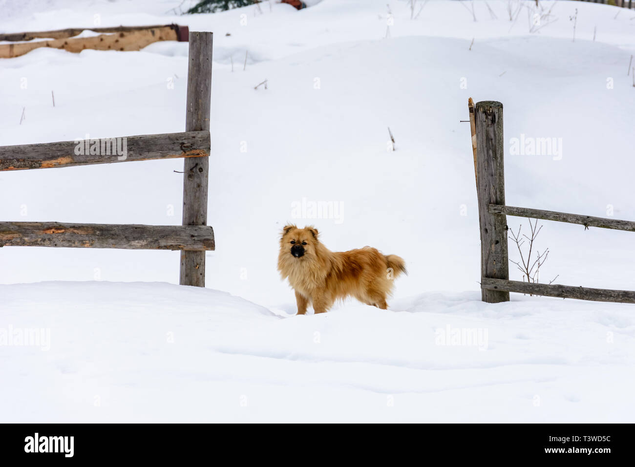 using snow fence for dogs