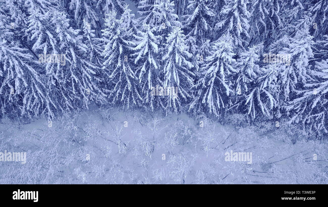 Aerial view 4k deciduous trees hi-res stock photography and images - Alamy