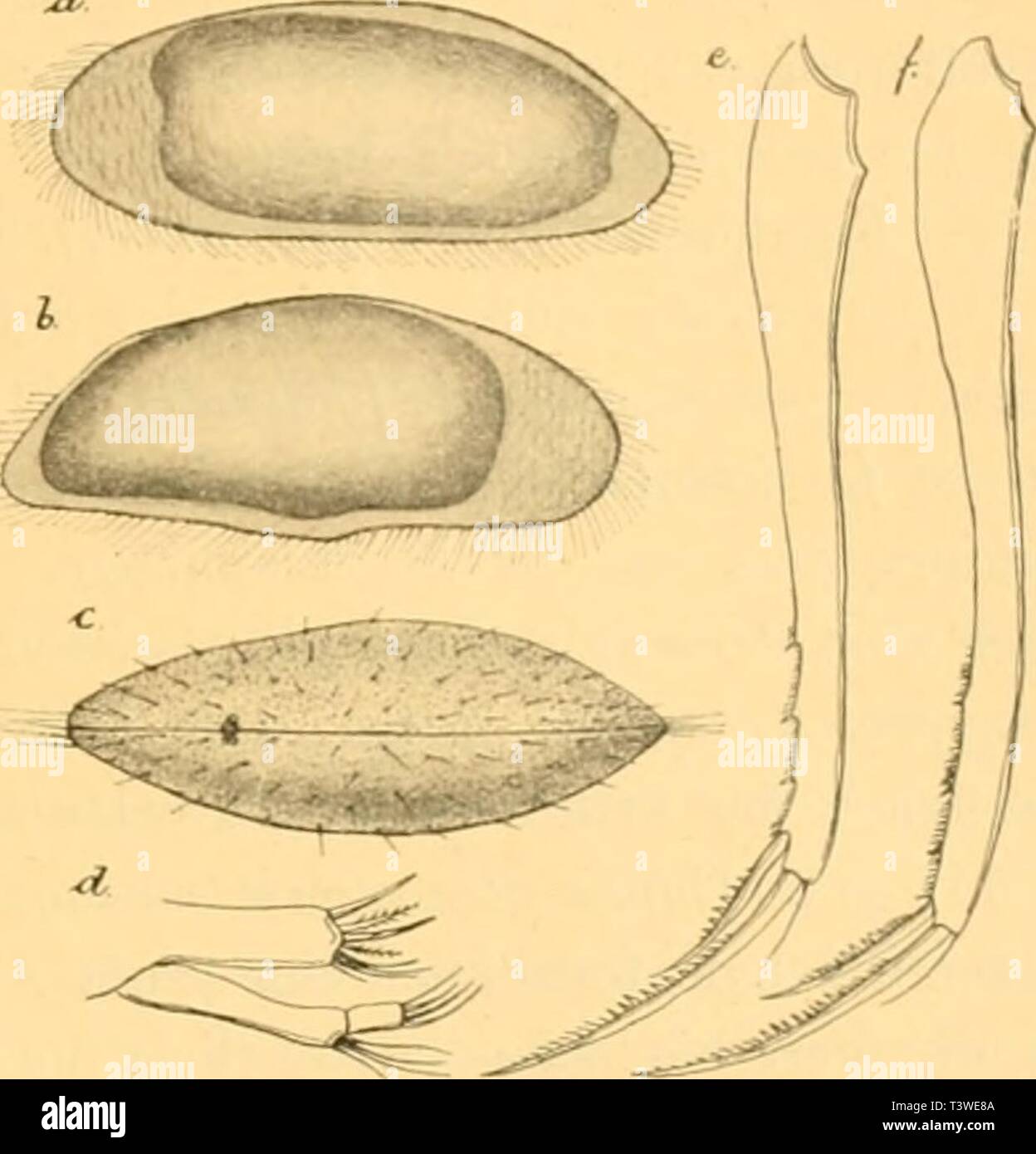 Archive Image From Page 14 Of Die Susswasser Mikrofauna Deutsch