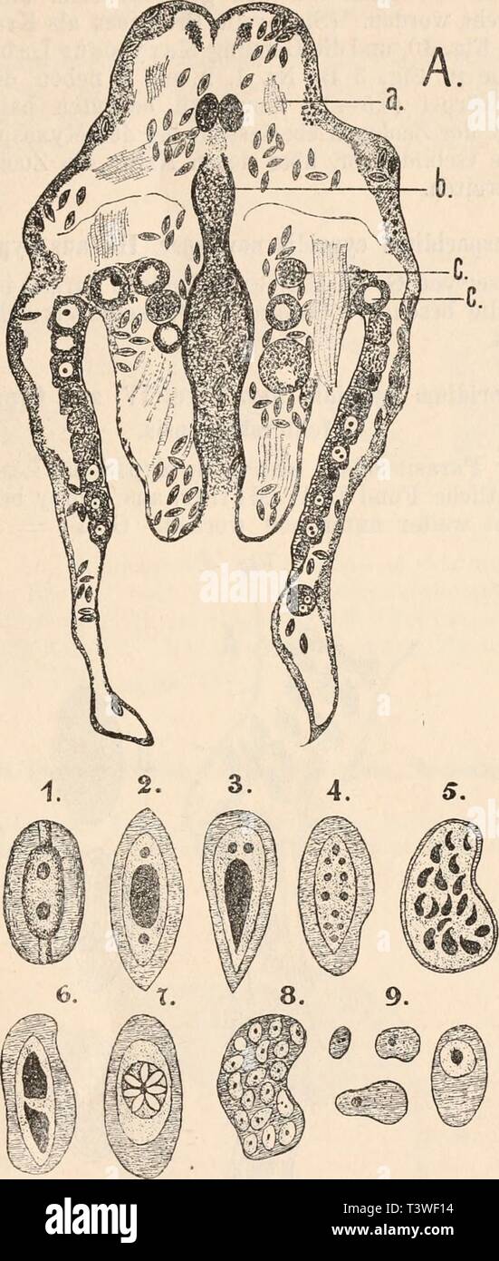 Archive image from page 22 of Die Protozoen als Krankheitserreger . Die