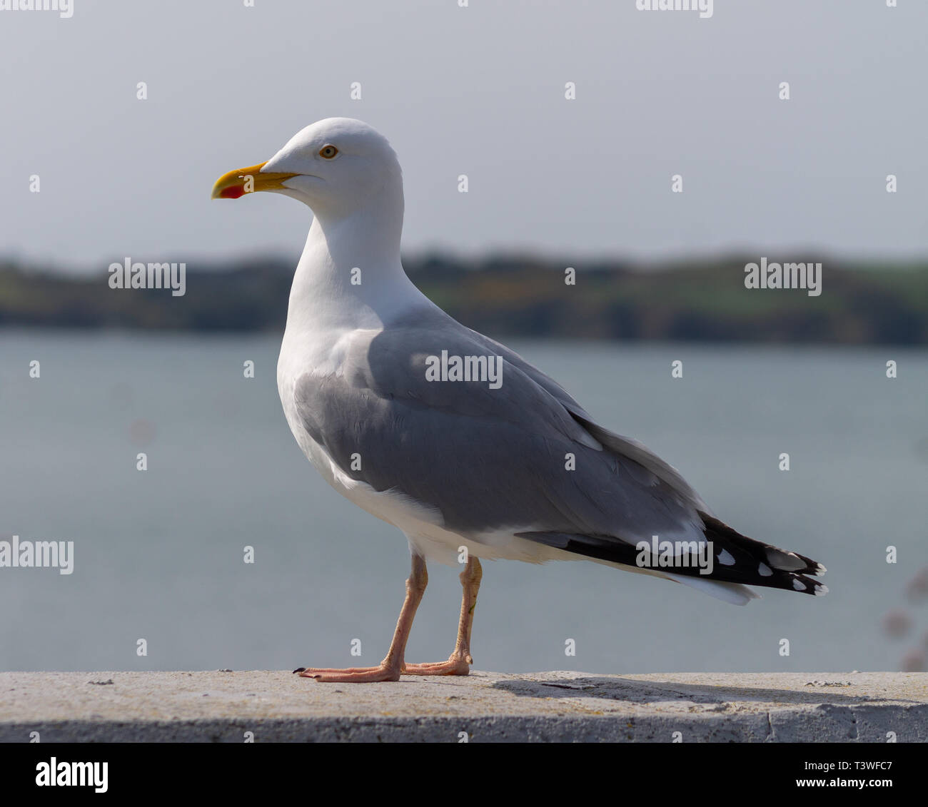 Larus argentatus herring gull in full breeding plumage Stock Photo Alamy