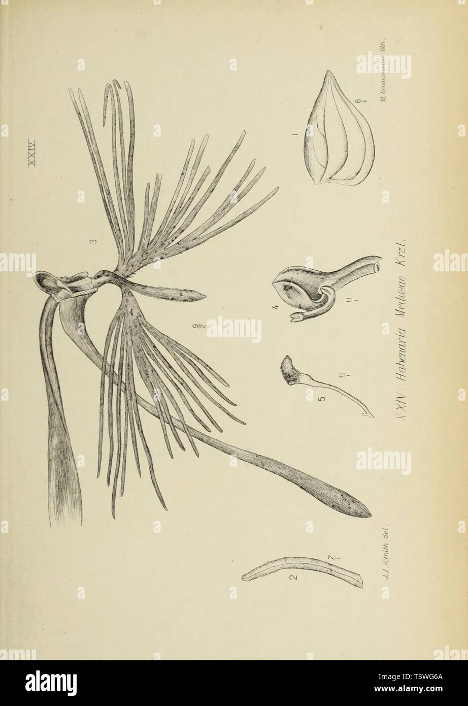Archive image from page 38 of Die orchideen von Java (1905). Die ...